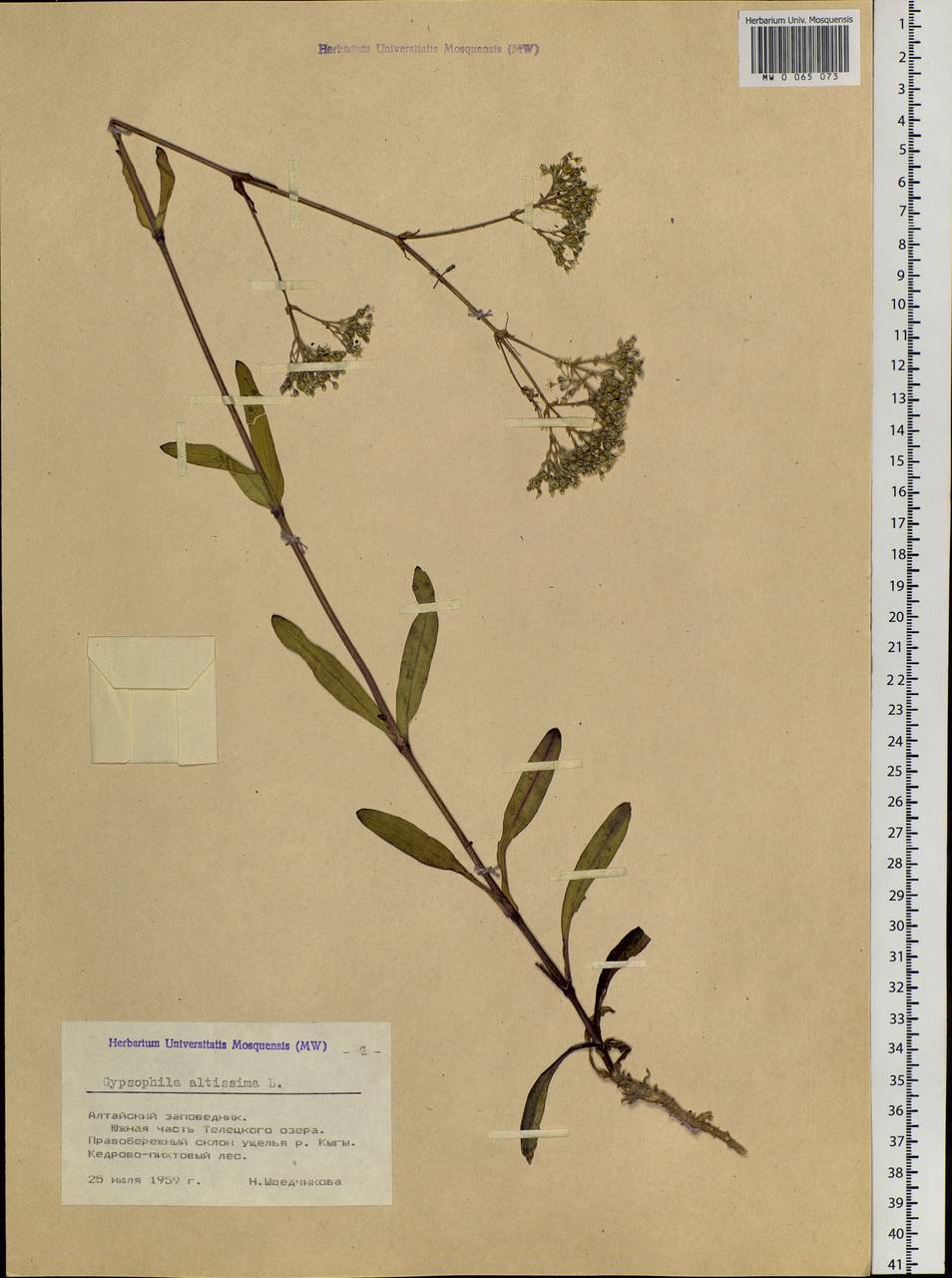 Gypsophila altissima L., Siberia, Altai & Sayany Mountains (S2) (Russia)