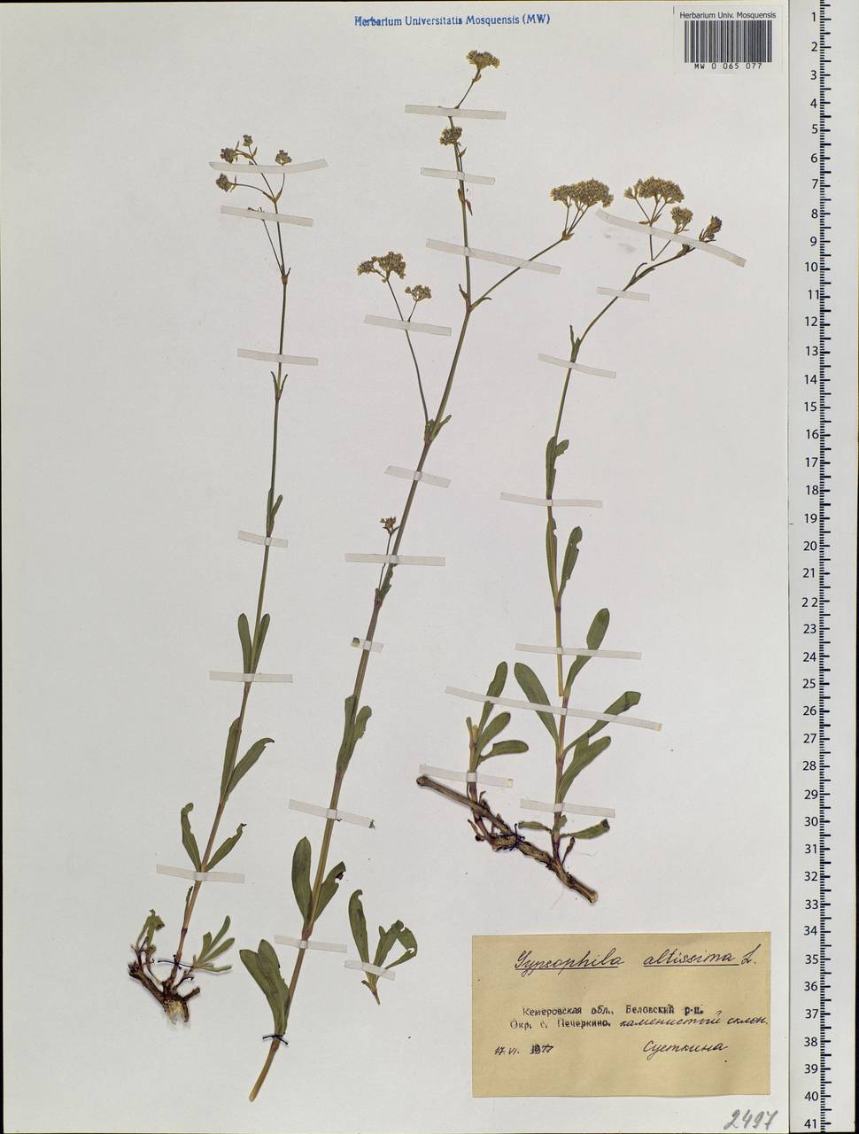 Gypsophila altissima L., Siberia, Altai & Sayany Mountains (S2) (Russia)