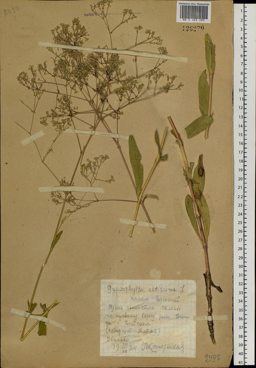 Gypsophila altissima L., Siberia, Altai & Sayany Mountains (S2) (Russia)