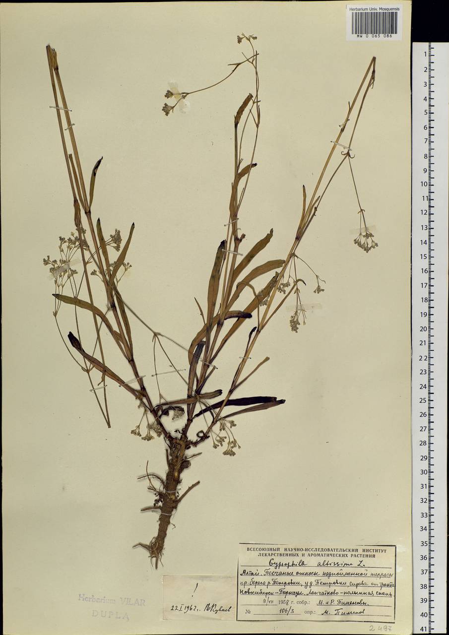 Gypsophila altissima L., Siberia, Altai & Sayany Mountains (S2) (Russia)