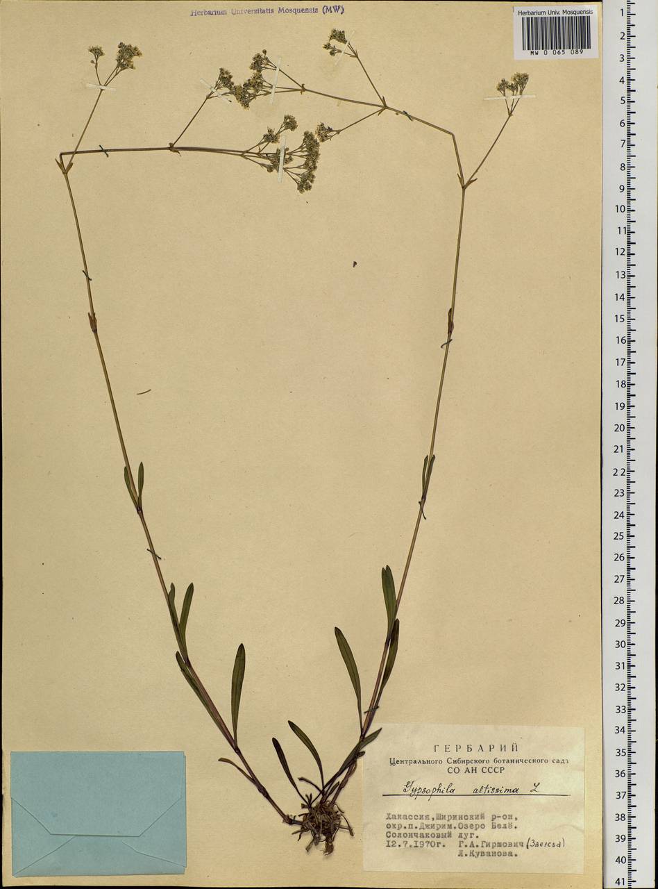 Gypsophila altissima L., Siberia, Altai & Sayany Mountains (S2) (Russia)