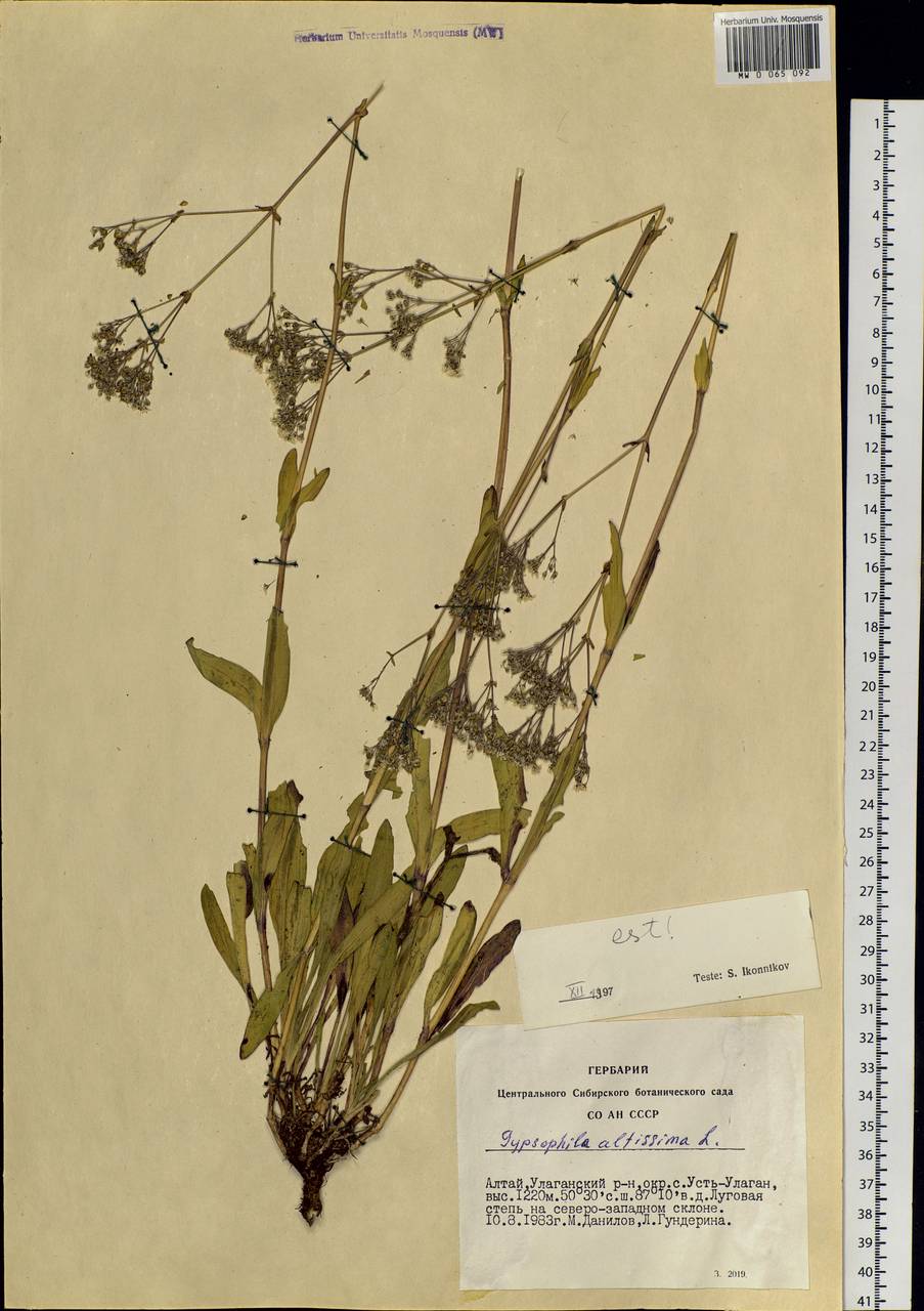 Gypsophila altissima L., Siberia, Altai & Sayany Mountains (S2) (Russia)