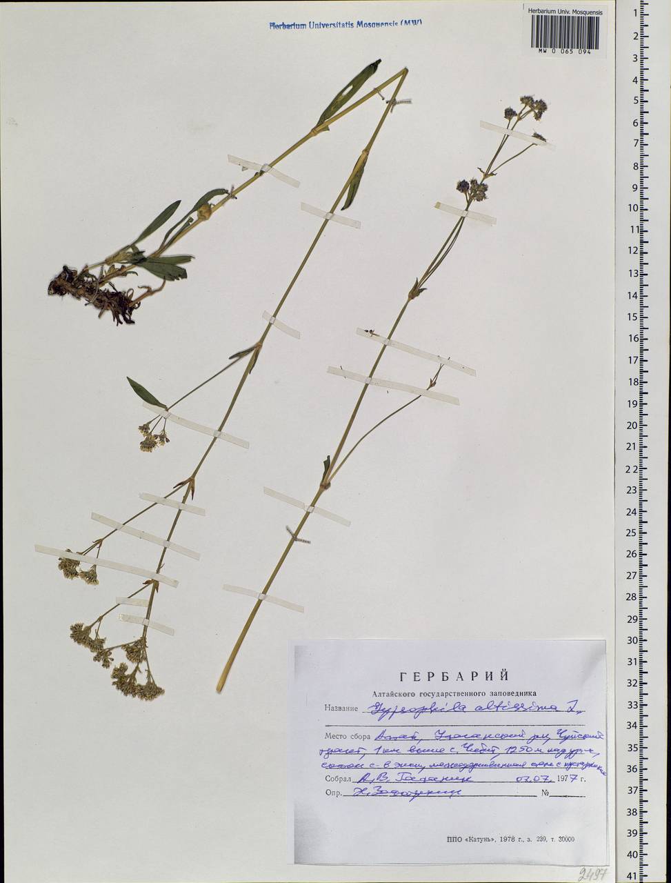 Gypsophila altissima L., Siberia, Altai & Sayany Mountains (S2) (Russia)