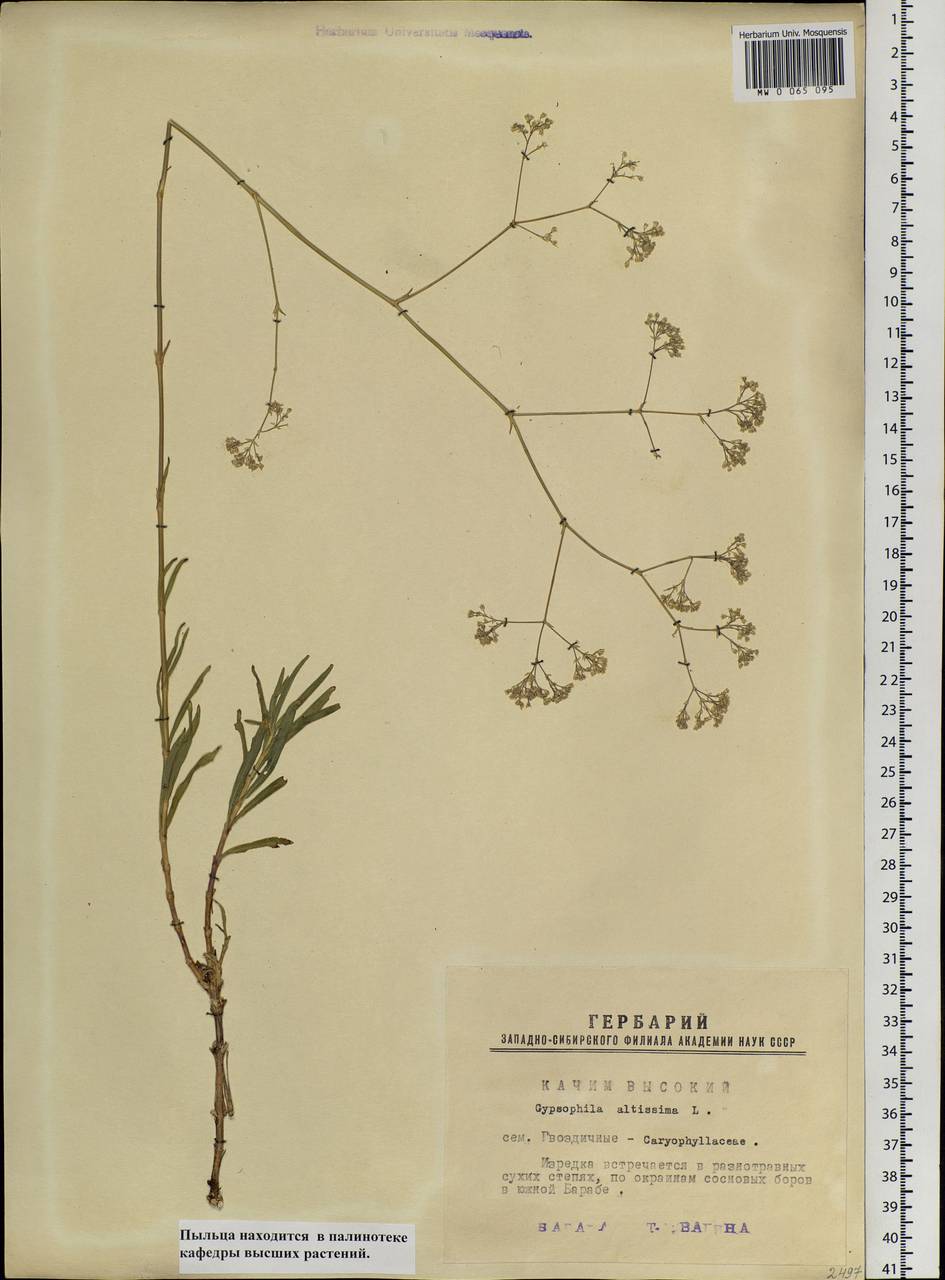 Gypsophila altissima L., Siberia, Western Siberia (S1) (Russia)