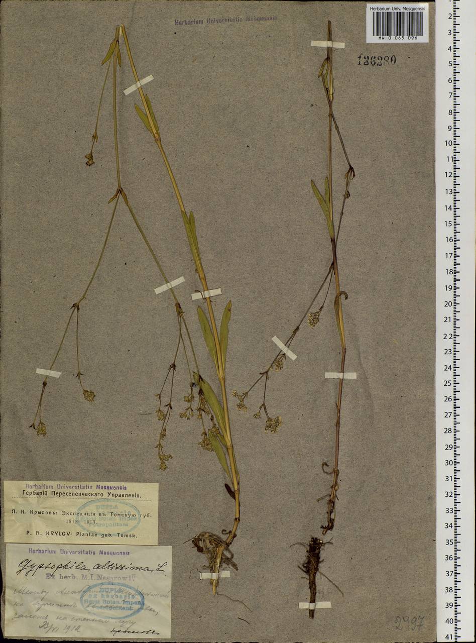 Gypsophila altissima L., Siberia, Western Siberia (S1) (Russia)