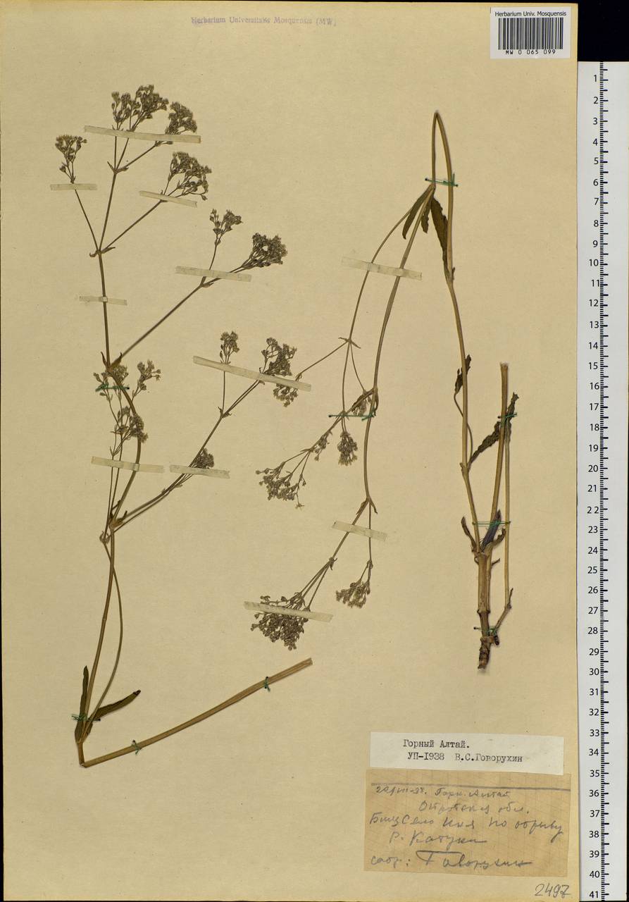 Gypsophila altissima L., Siberia, Altai & Sayany Mountains (S2) (Russia)