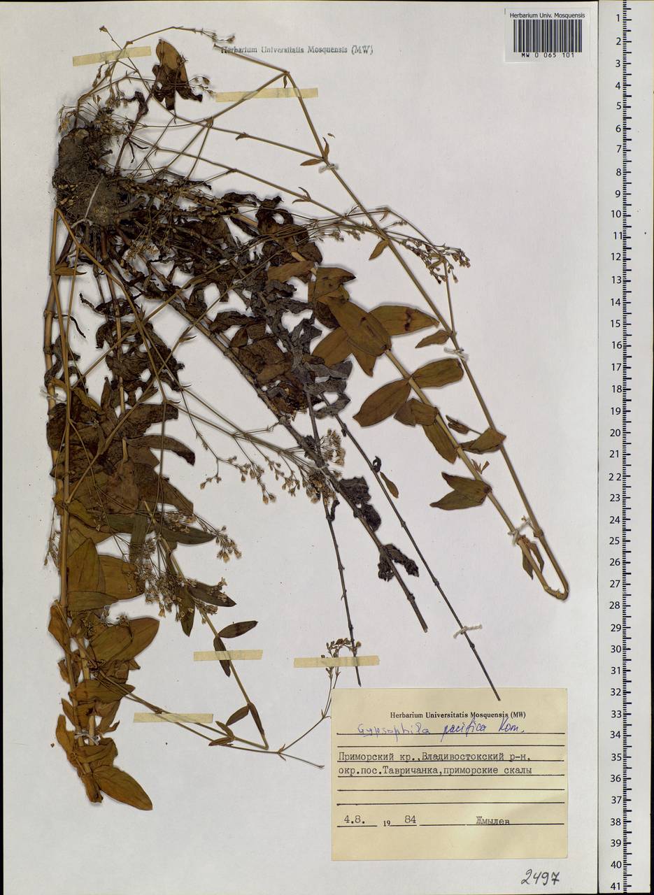 Gypsophila pacifica Kom., Siberia, Russian Far East (S6) (Russia)