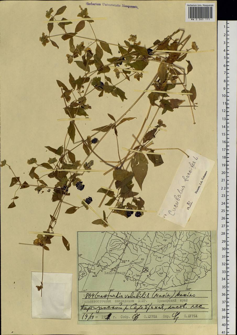 Silene baccifera (L.) Durande, Siberia, Russian Far East (S6) (Russia)