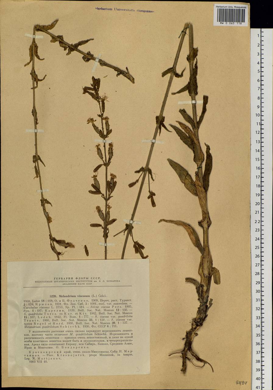 Silene viscosa (L.) Pers., Siberia, Altai & Sayany Mountains (S2) (Russia)