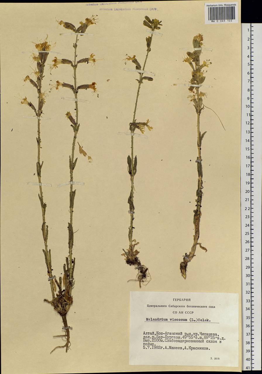 Silene viscosa (L.) Pers., Siberia, Altai & Sayany Mountains (S2) (Russia)