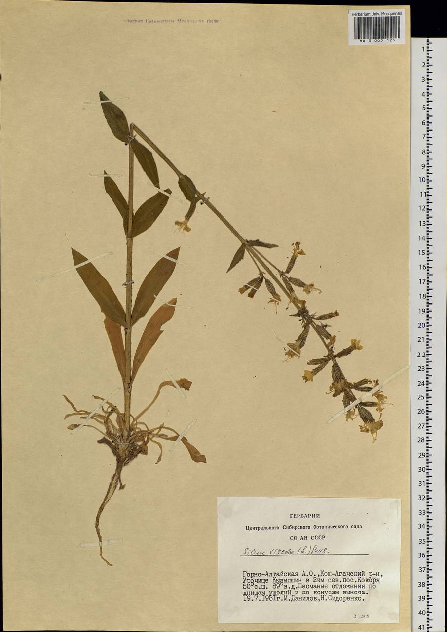 Silene viscosa (L.) Pers., Siberia, Altai & Sayany Mountains (S2) (Russia)