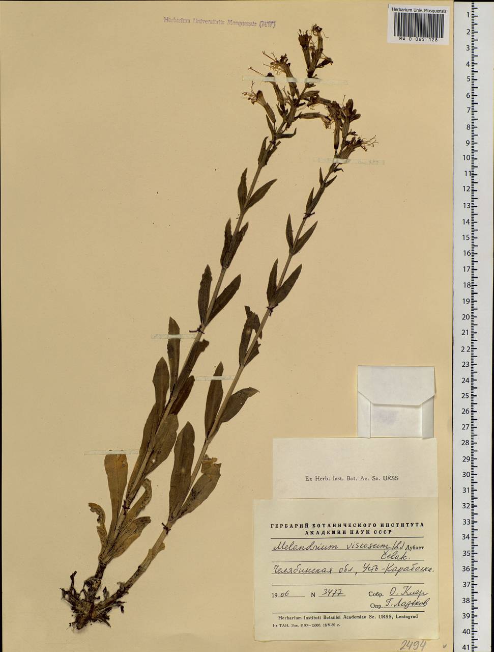Silene viscosa (L.) Pers., Eastern Europe, Eastern region (E10) (Russia)