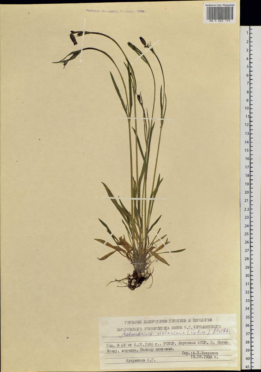 Silene violascens (Tolm.) V.V.Petrovsky & Elven, Siberia, Yakutia (S5) (Russia)