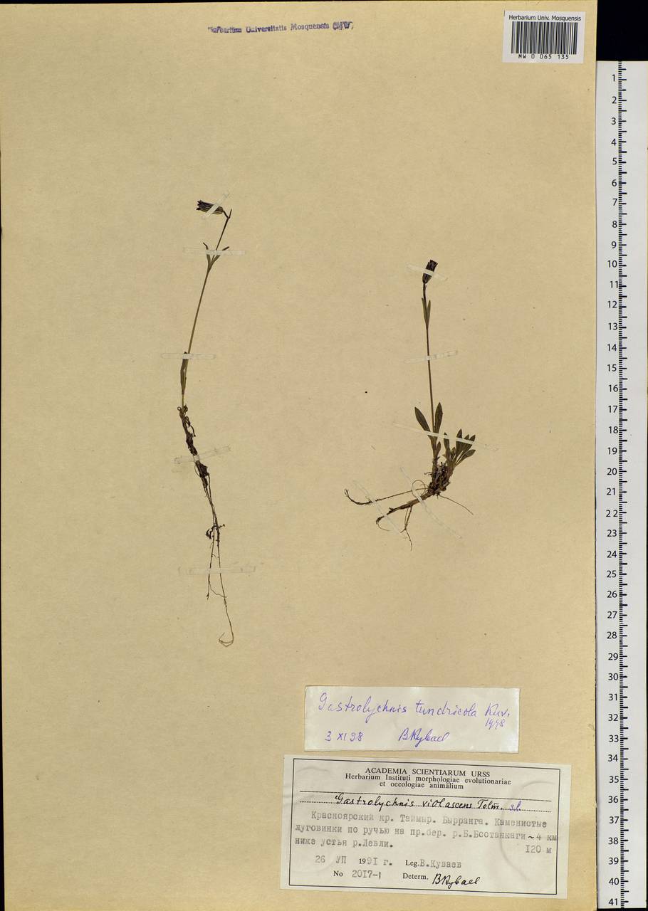 Silene violascens (Tolm.) V.V.Petrovsky & Elven, Siberia, Central Siberia (S3) (Russia)