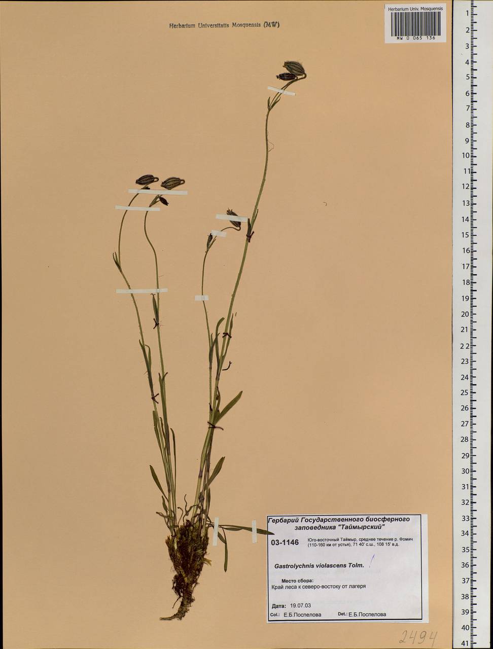 Silene violascens (Tolm.) V. V. Petrovsky & Elven, Siberia, Central Siberia (S3) (Russia)