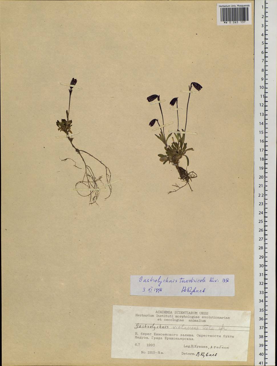 Silene violascens (Tolm.) V.V.Petrovsky & Elven, Siberia, Central Siberia (S3) (Russia)