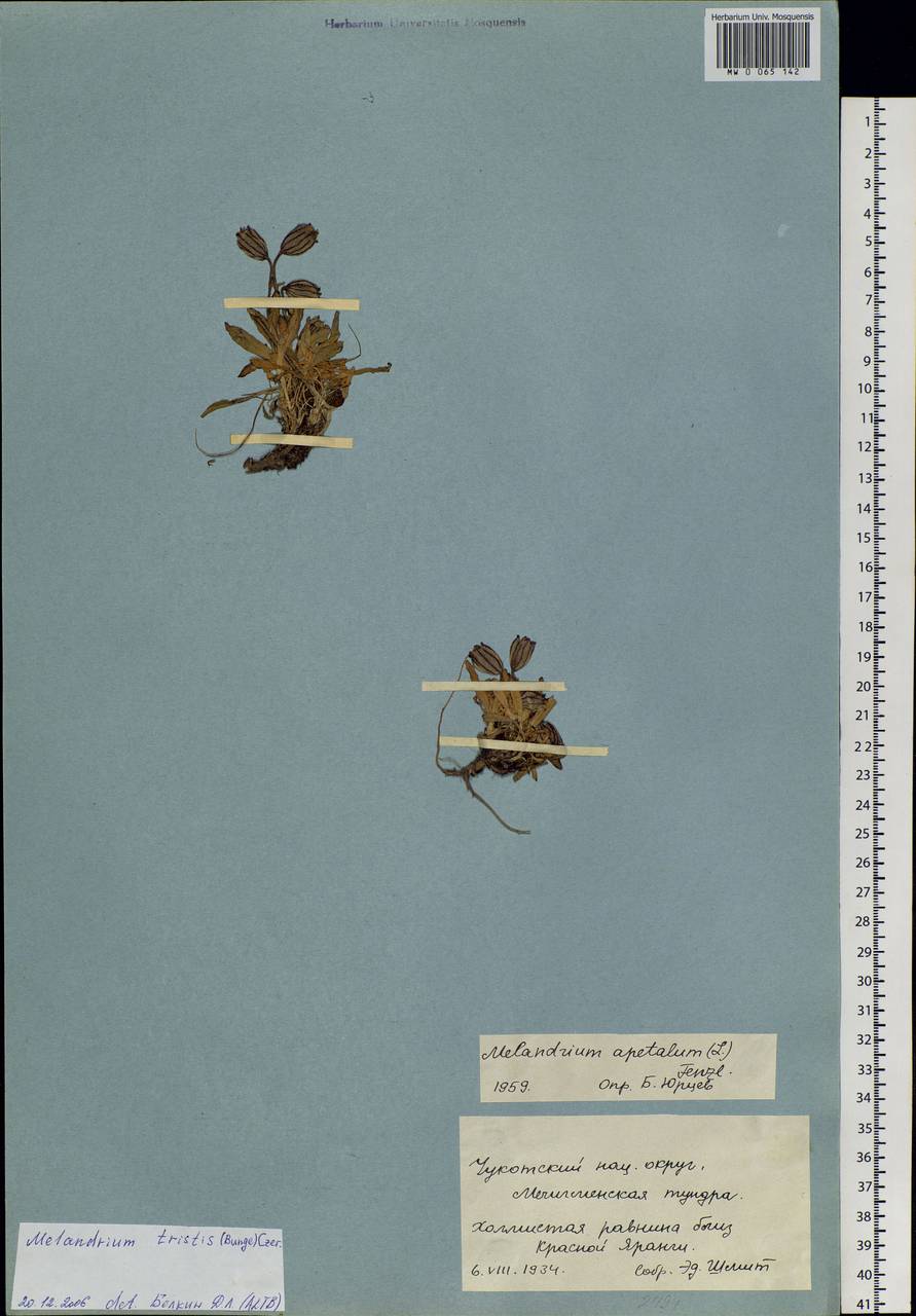 Silene bungei Bocquet, Siberia, Chukotka & Kamchatka (S7) (Russia)