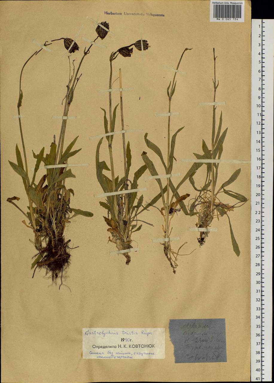 Silene bungei Bocquet, Siberia, Western (Kazakhstan) Altai Mountains (S2a) (Kazakhstan)
