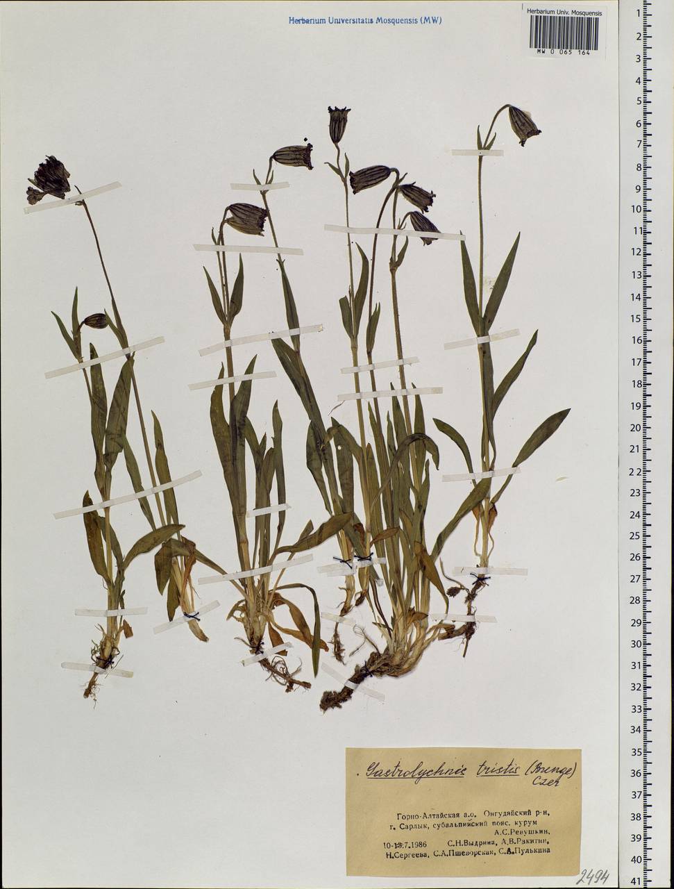 Silene bungei Bocquet, Siberia, Altai & Sayany Mountains (S2) (Russia)