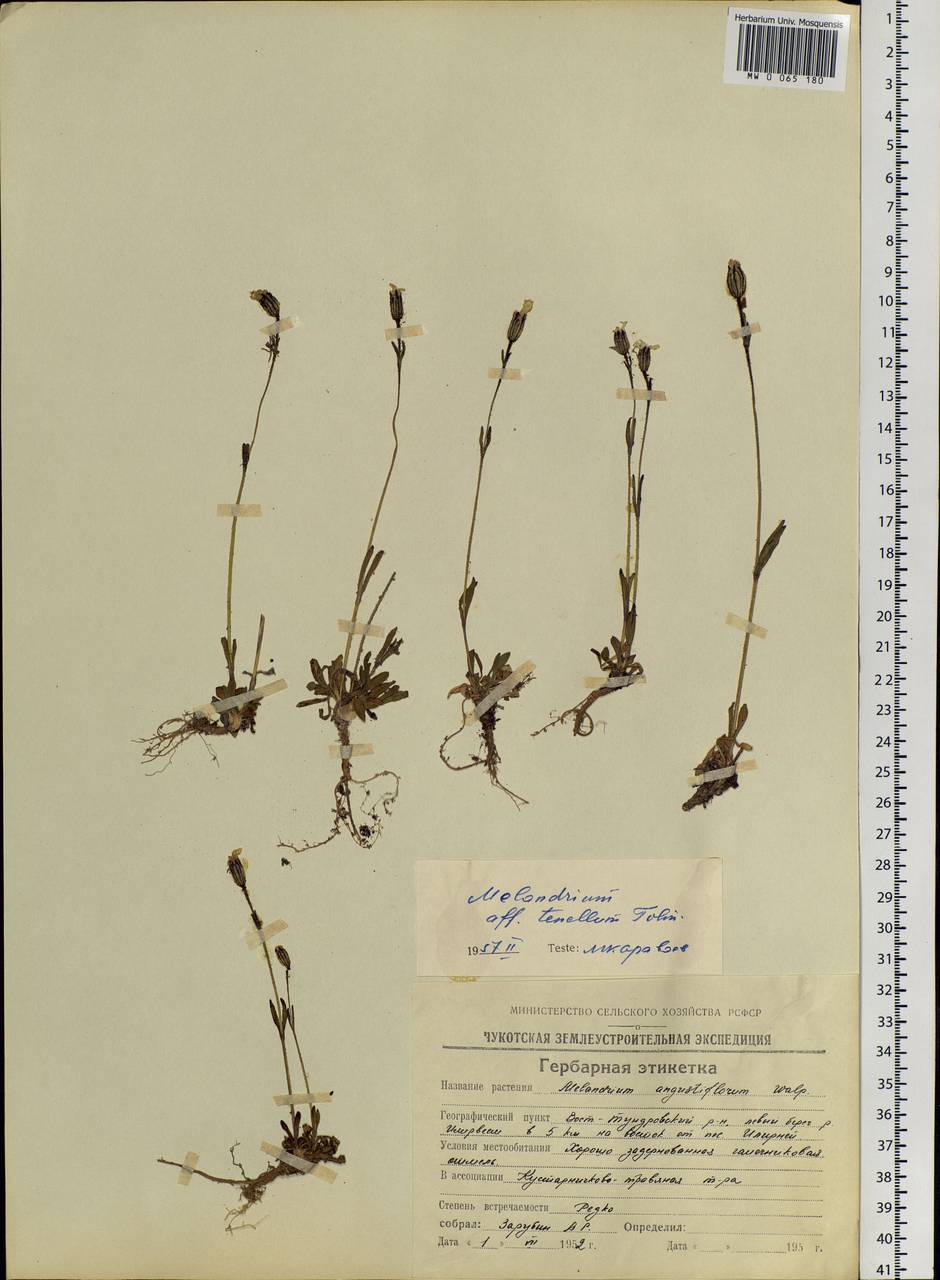 Silene involucrata subsp. tenella (Tolm.) Bocquet, Siberia, Chukotka & Kamchatka (S7) (Russia)