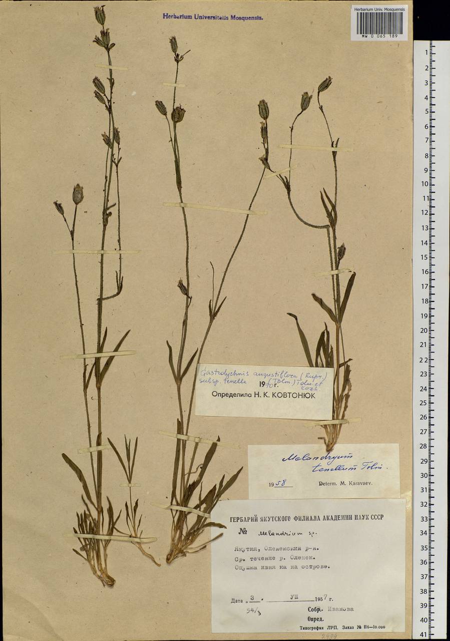 Silene involucrata subsp. tenella (Tolm.) Bocquet, Siberia, Yakutia (S5) (Russia)
