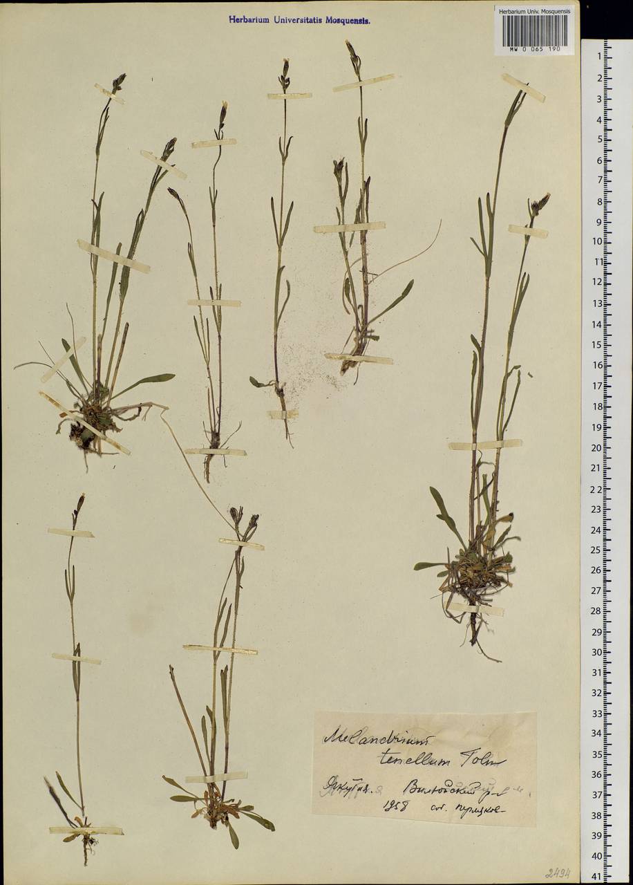 Silene involucrata subsp. tenella (Tolm.) Bocquet, Siberia, Yakutia (S5) (Russia)