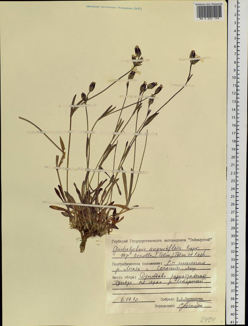 Silene involucrata subsp. tenella (Tolm.) Bocquet, Siberia, Central Siberia (S3) (Russia)
