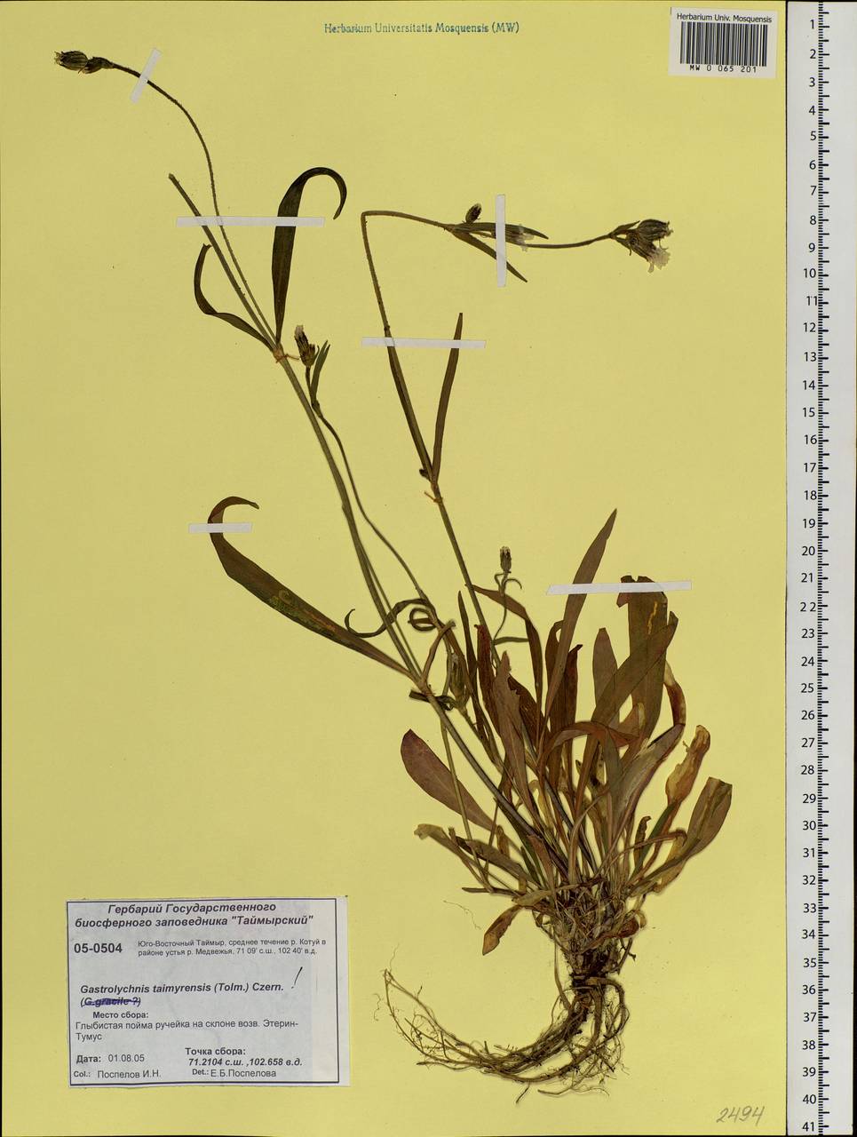 Silene ostenfeldii (A. E. Porsild) J. K. Morton, Siberia, Central Siberia (S3) (Russia)