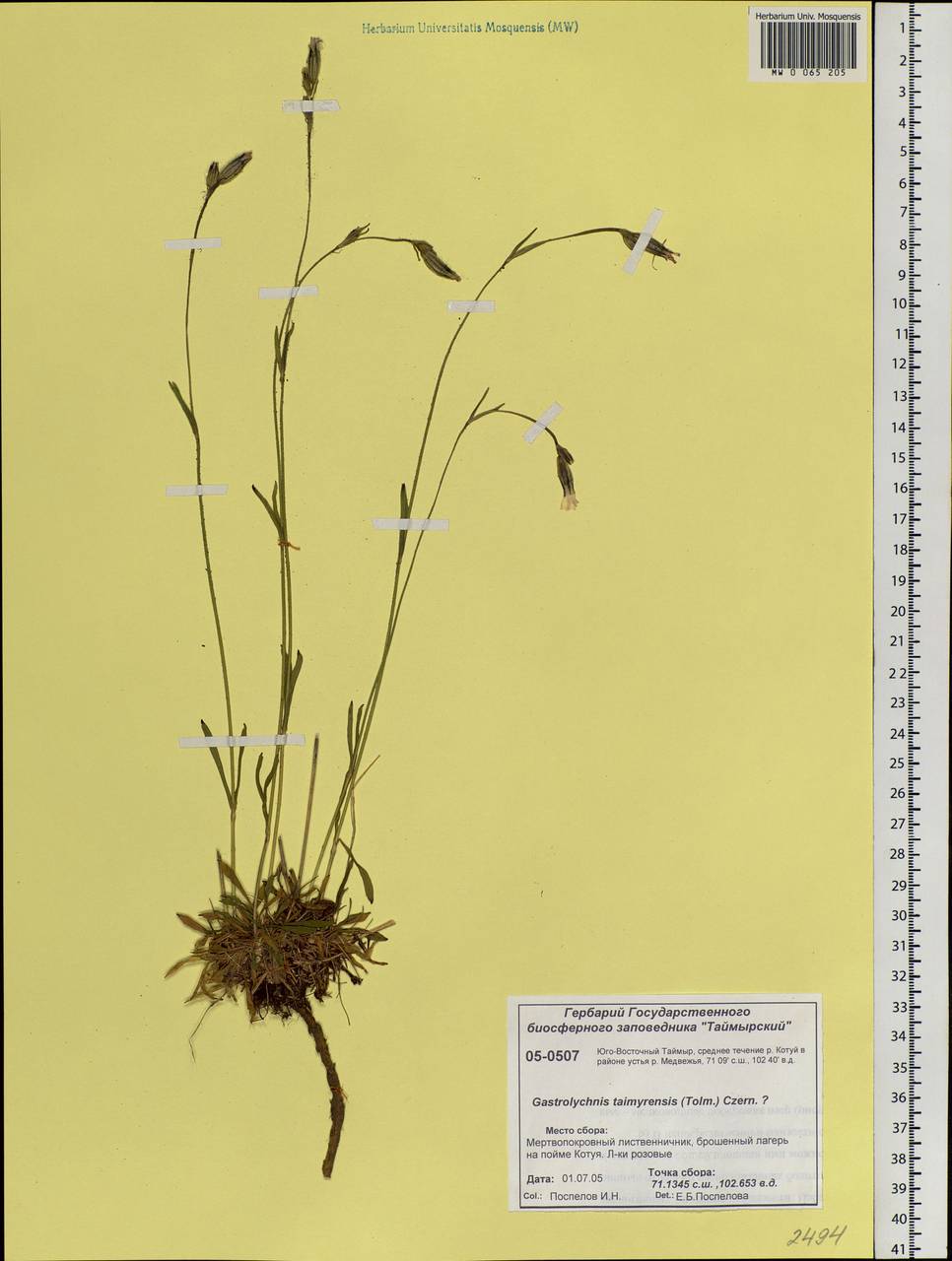 Silene ostenfeldii (A. E. Porsild) J. K. Morton, Siberia, Central Siberia (S3) (Russia)