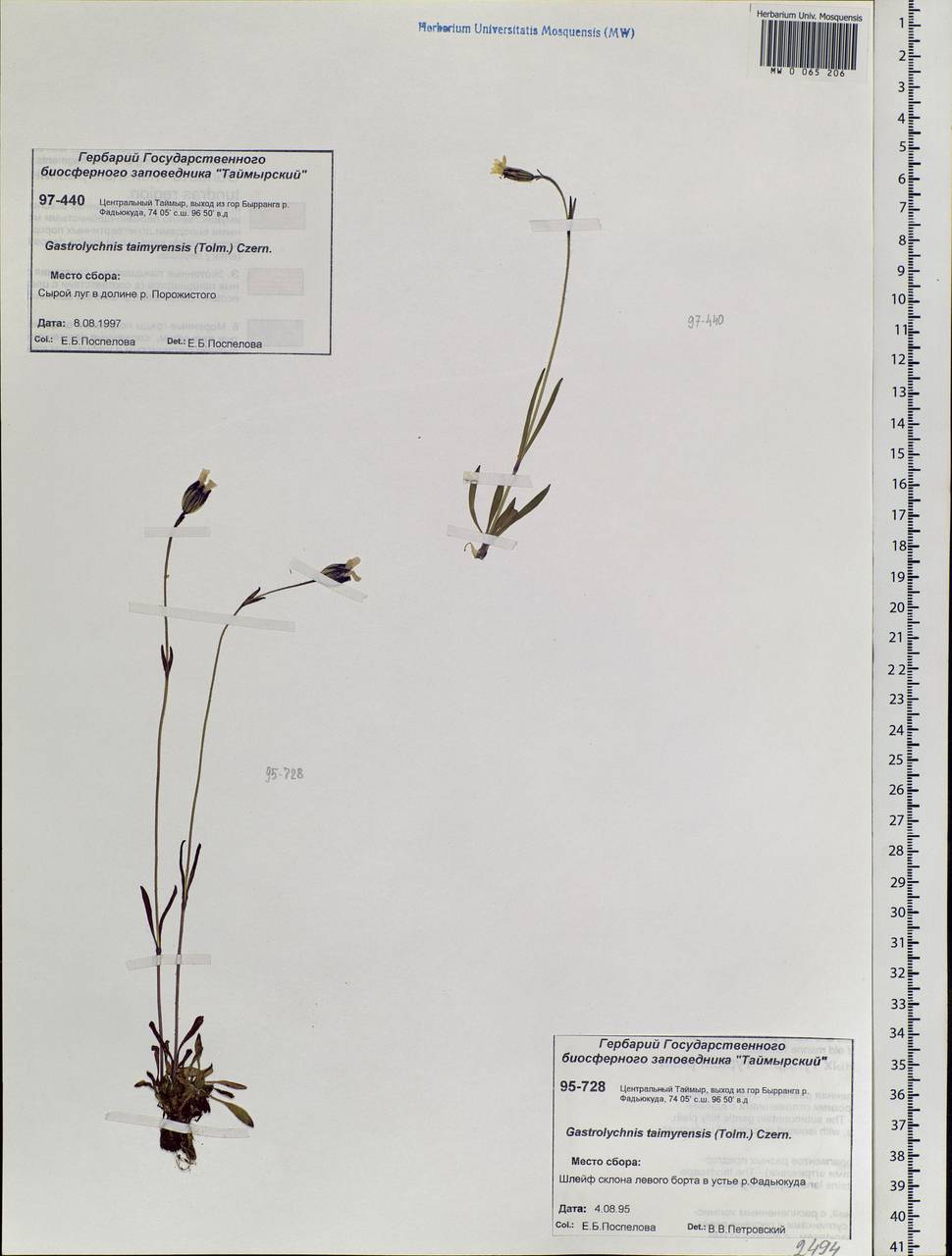 Silene ostenfeldii (A. E. Porsild) J. K. Morton, Siberia, Central Siberia (S3) (Russia)