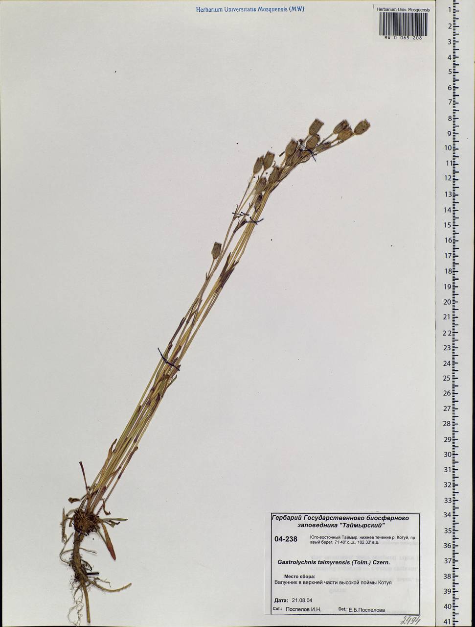 Silene ostenfeldii (A. E. Porsild) J. K. Morton, Siberia, Central Siberia (S3) (Russia)