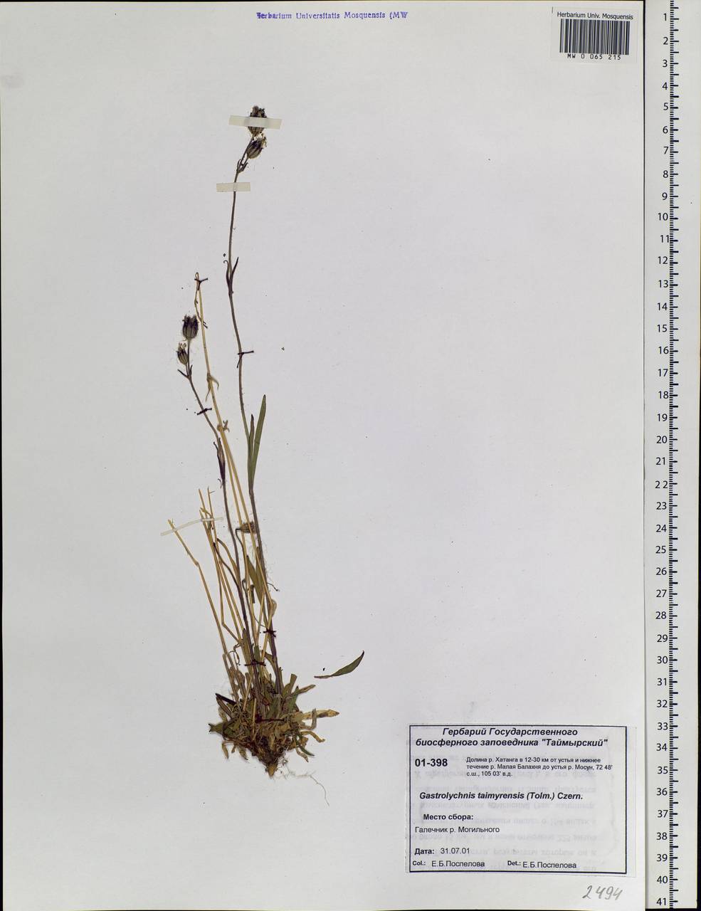 Silene ostenfeldii (A. E. Porsild) J. K. Morton, Siberia, Central Siberia (S3) (Russia)