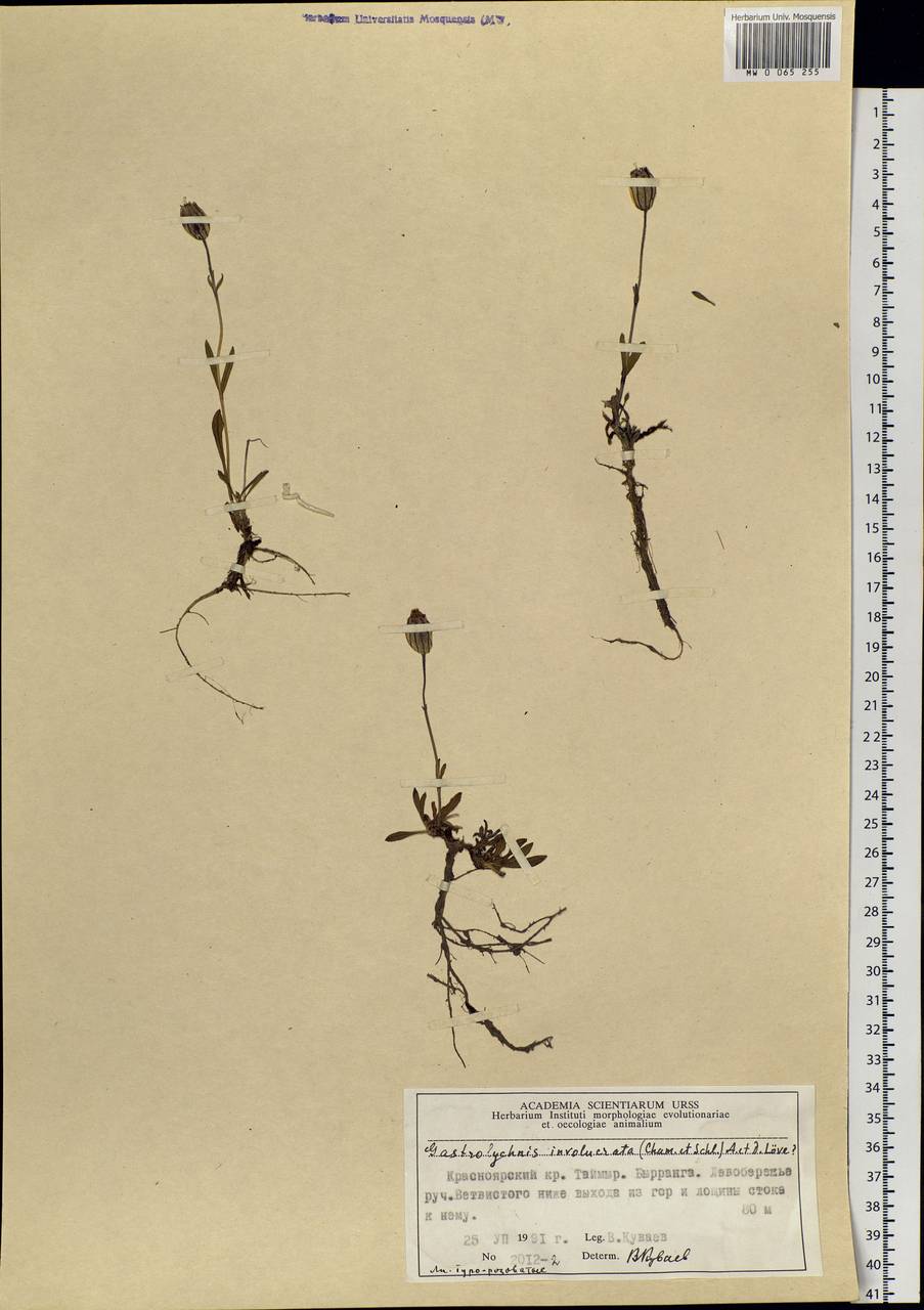Silene involucrata subsp. involucrata, Siberia, Central Siberia (S3) (Russia)