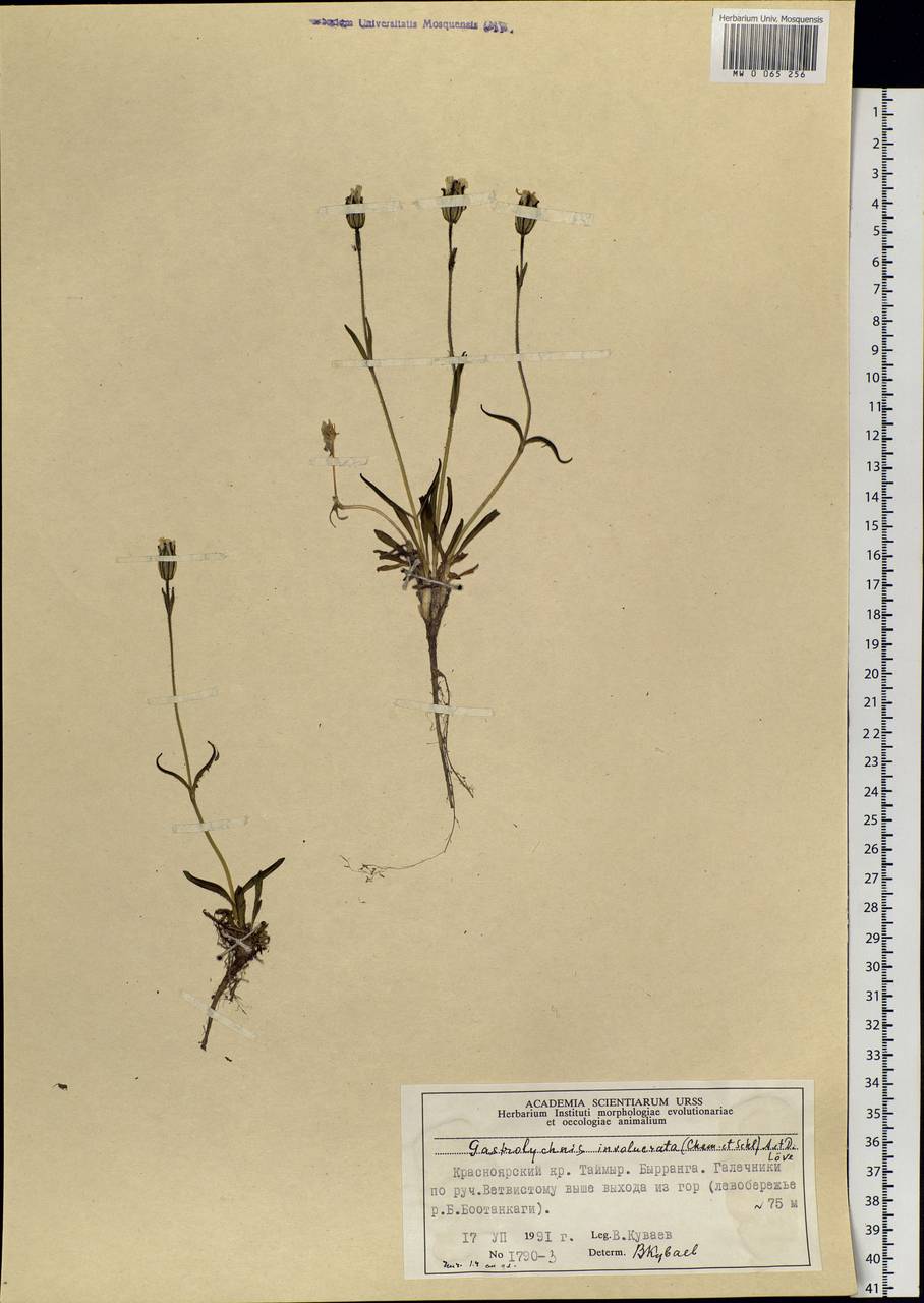 Silene involucrata subsp. involucrata, Siberia, Central Siberia (S3) (Russia)