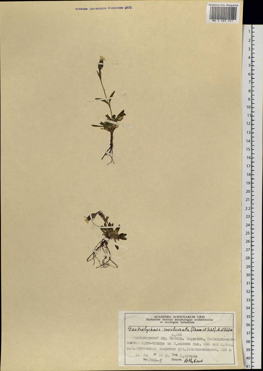 Silene involucrata subsp. involucrata, Siberia, Central Siberia (S3) (Russia)