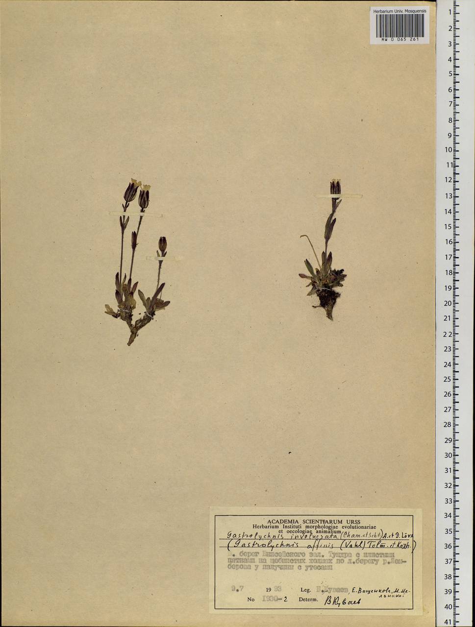 Silene involucrata subsp. involucrata, Siberia, Central Siberia (S3) (Russia)