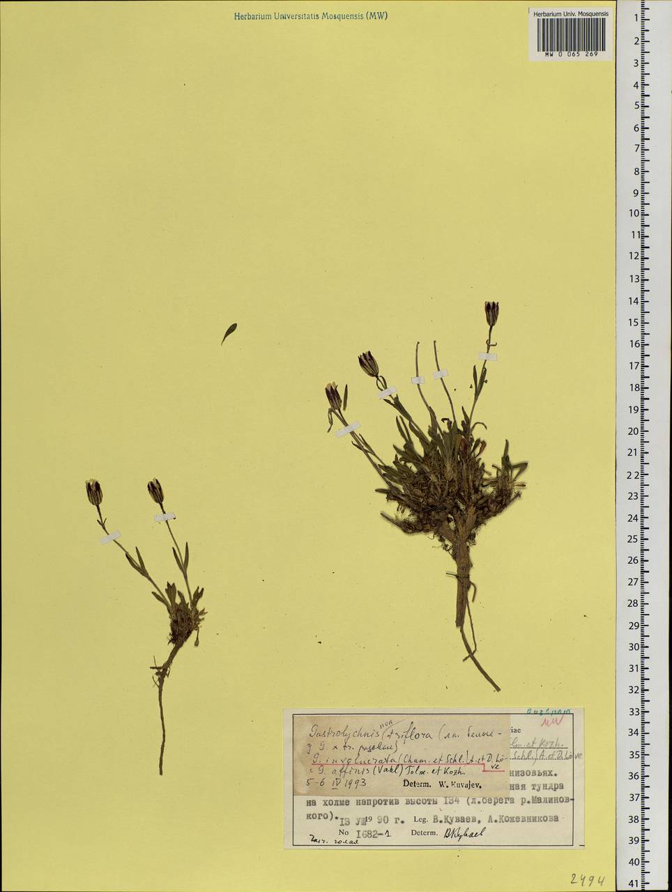 Silene involucrata subsp. involucrata, Siberia, Central Siberia (S3) (Russia)