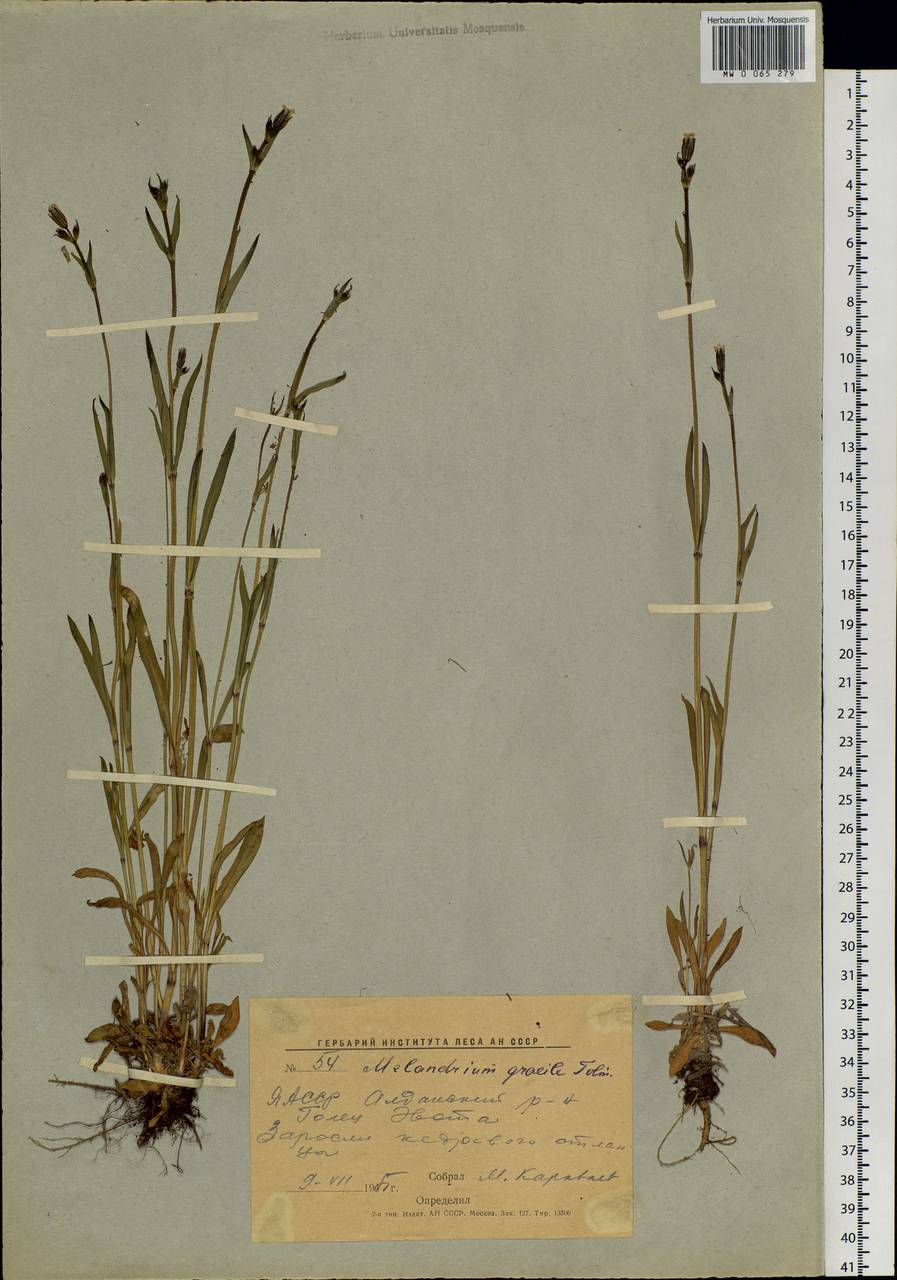 Silene gracilis (Tolm.) comb. ined., Siberia, Yakutia (S5) (Russia)