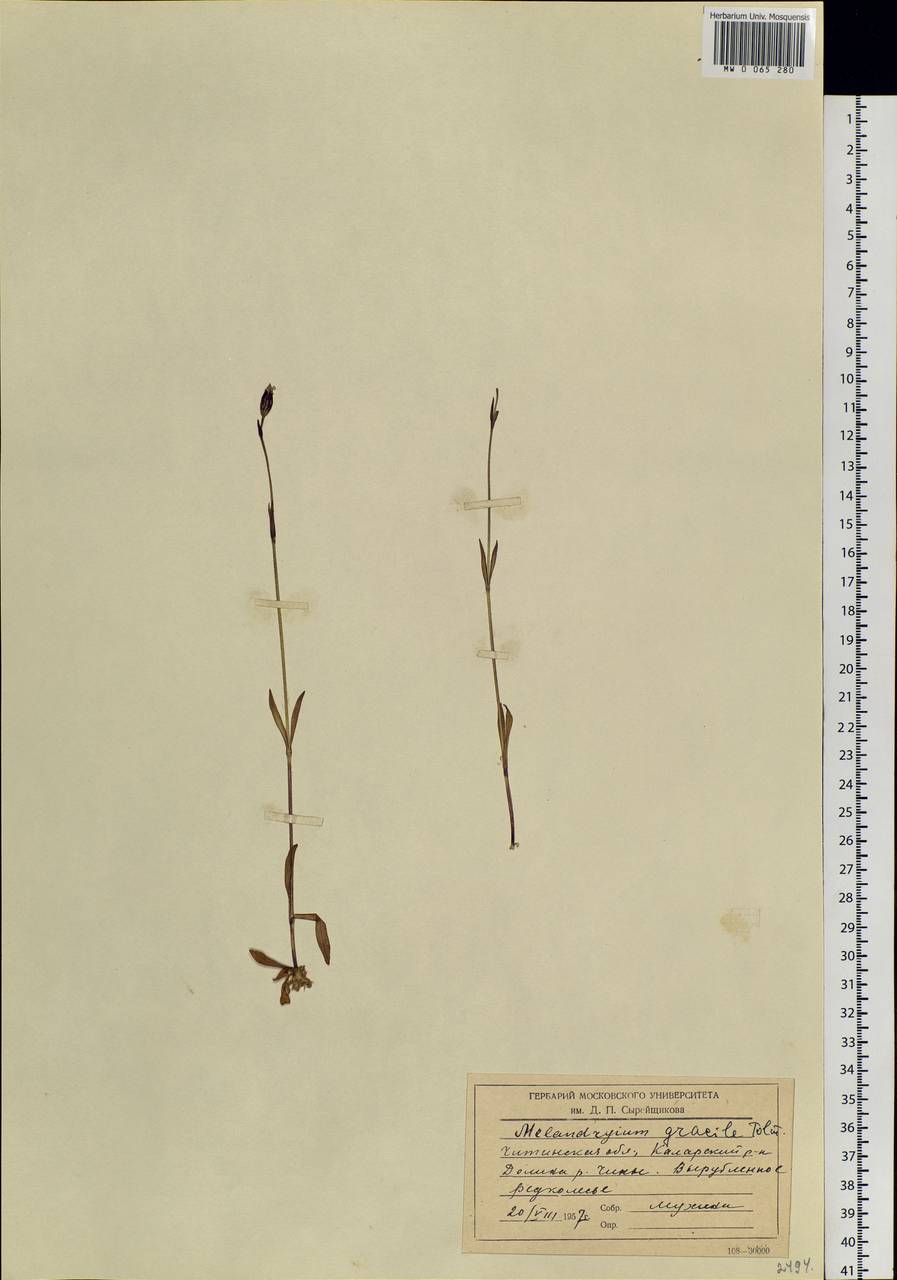 Silene gracilis (Tolm.) comb. ined., Siberia, Baikal & Transbaikal region (S4) (Russia)