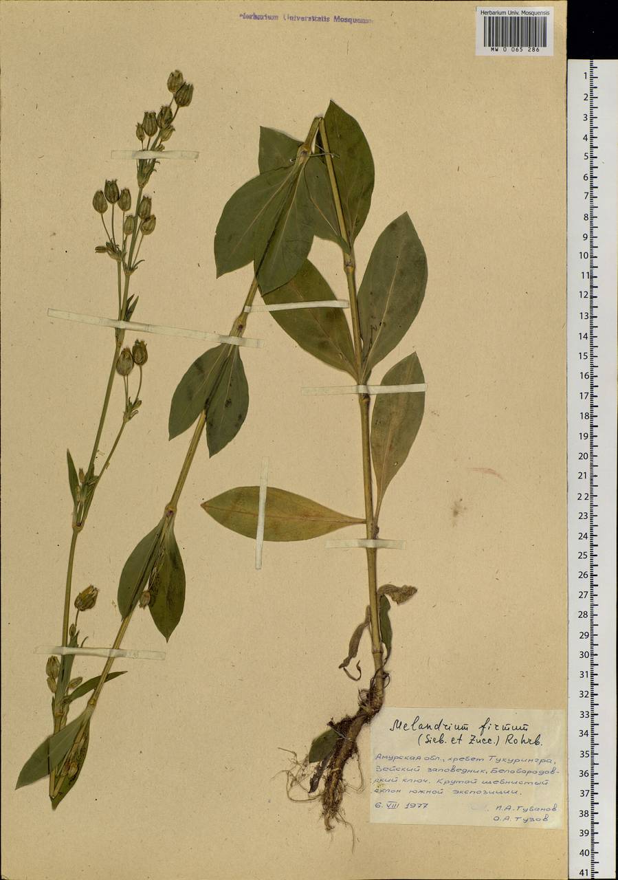 Silene firma Siebold & Zucc., Siberia, Russian Far East (S6) (Russia)