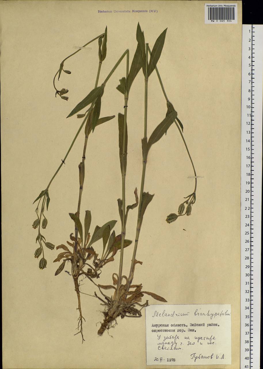 Silene songarica (Fisch., Mey. & Avé-Lall.) Bocquet, Siberia, Russian Far East (S6) (Russia)