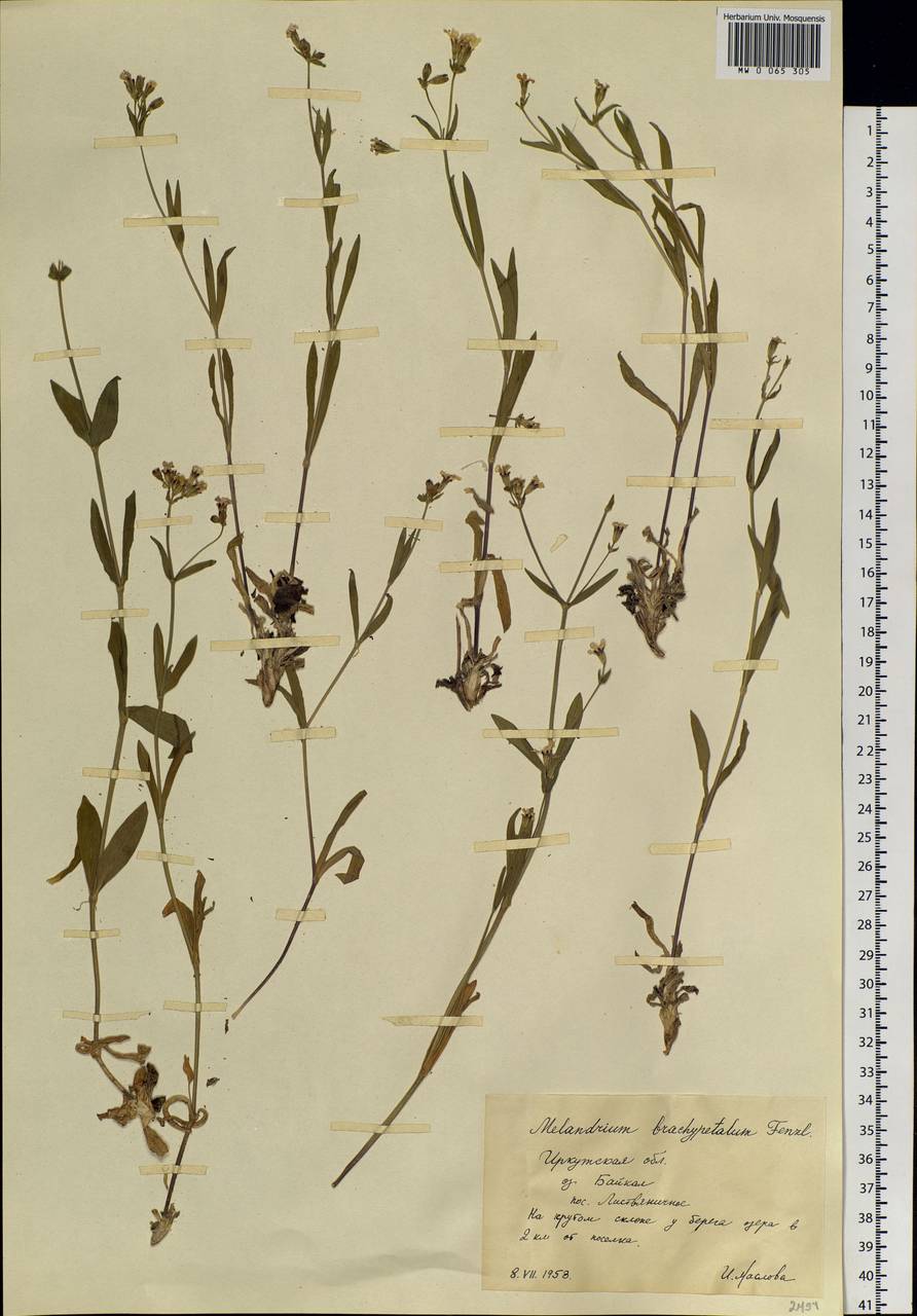 Silene songarica (Fisch., Mey. & Av&eacute;-Lall.) Bocquet, Siberia, Baikal & Transbaikal region (S4) (Russia)