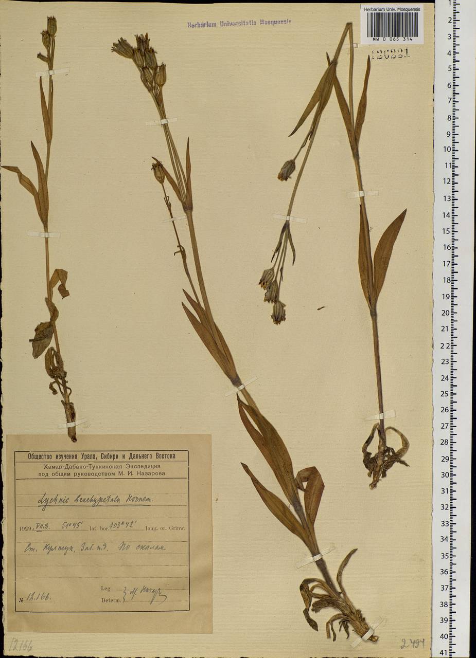 Silene songarica (Fisch., Mey. & Av&eacute;-Lall.) Bocquet, Siberia, Baikal & Transbaikal region (S4) (Russia)