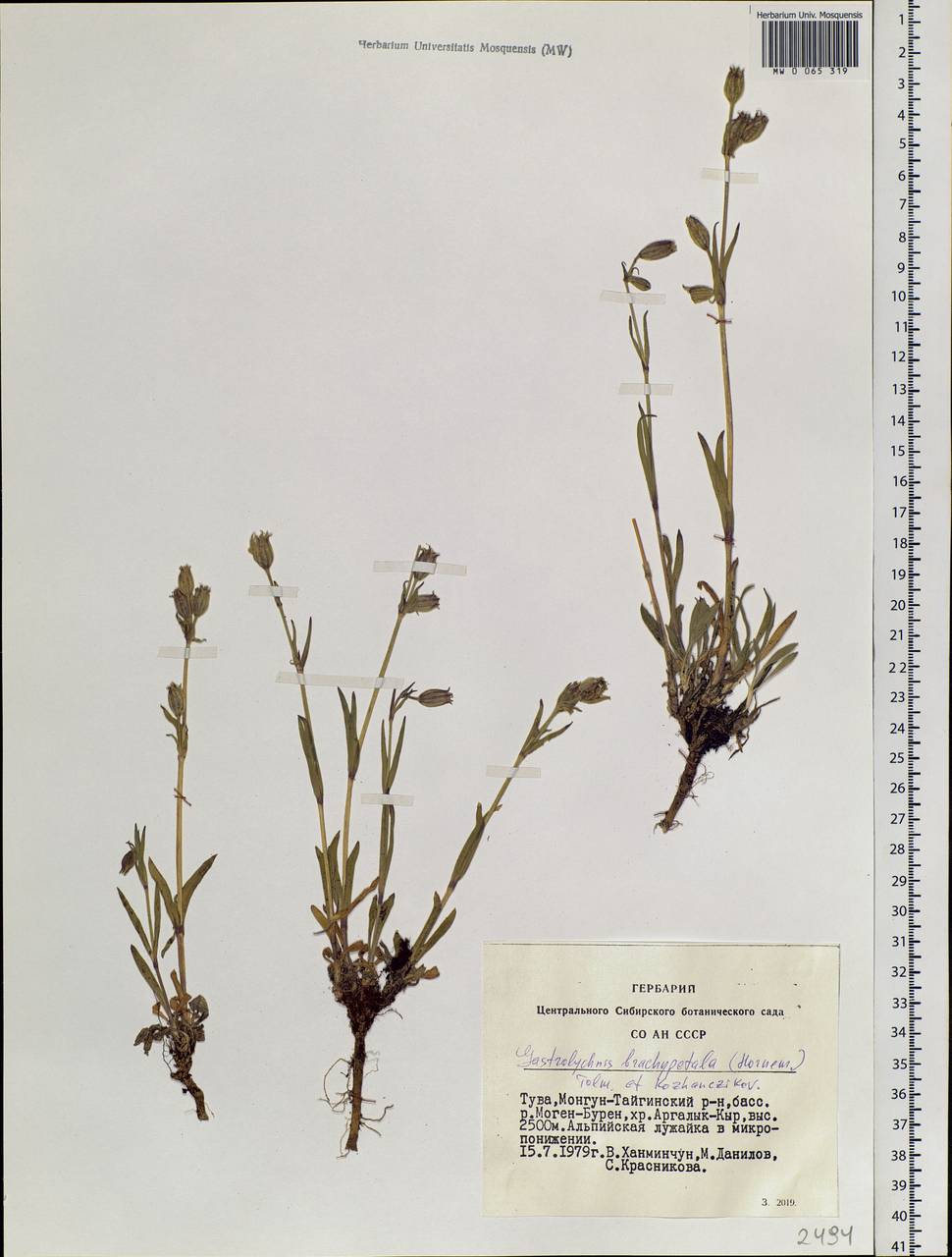 Silene songarica (Fisch., C. A. Mey. & Avé-Lall.) Bocquet, Siberia, Altai & Sayany Mountains (S2) (Russia)