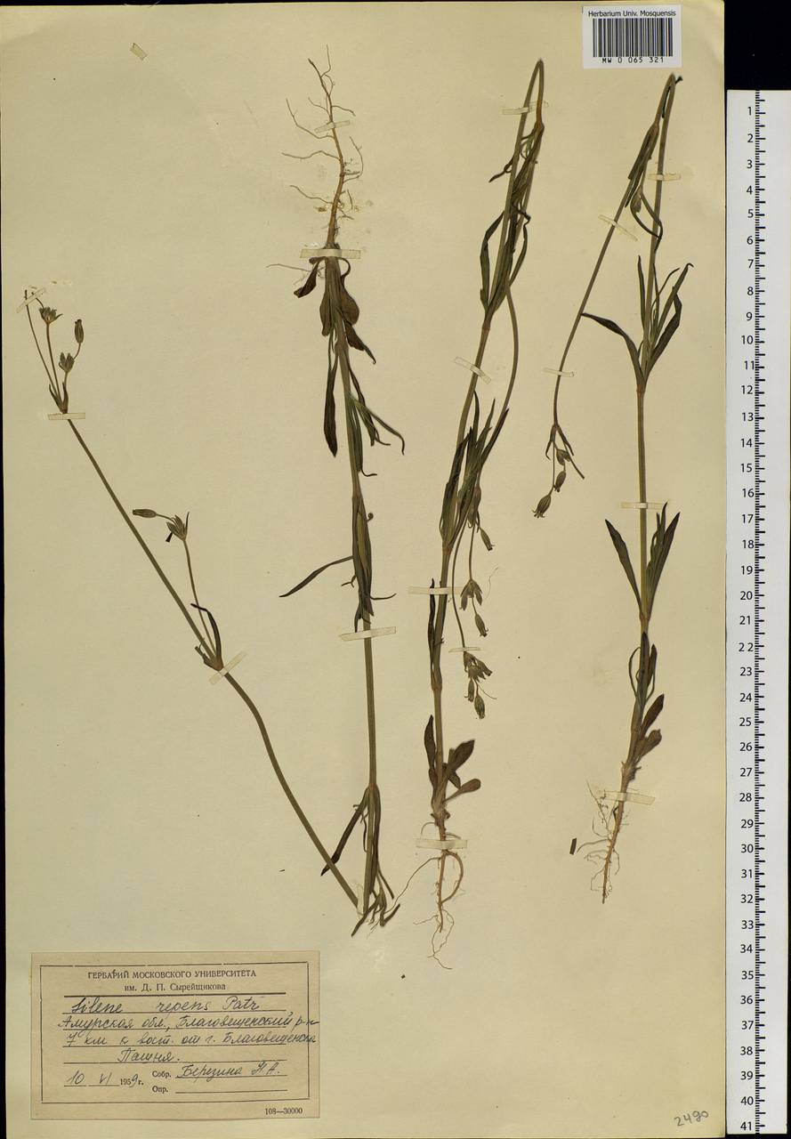 Silene aprica Turcz. ex Fisch. & C. A. Mey., Siberia, Russian Far East (S6) (Russia)