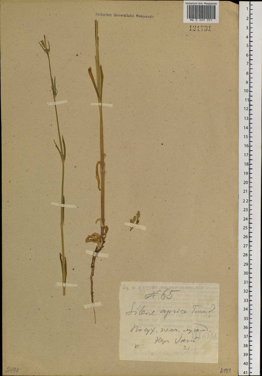 Silene aprica Turcz. ex Fisch. & C. A. Mey., Siberia, Baikal & Transbaikal region (S4) (Russia)