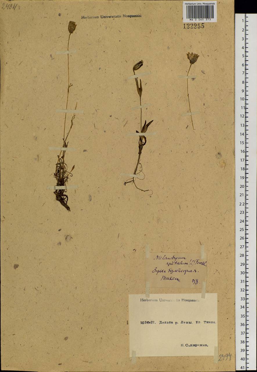 Silene uralensis subsp. apetala (L.) Bocquet, Siberia, Yakutia (S5) (Russia)