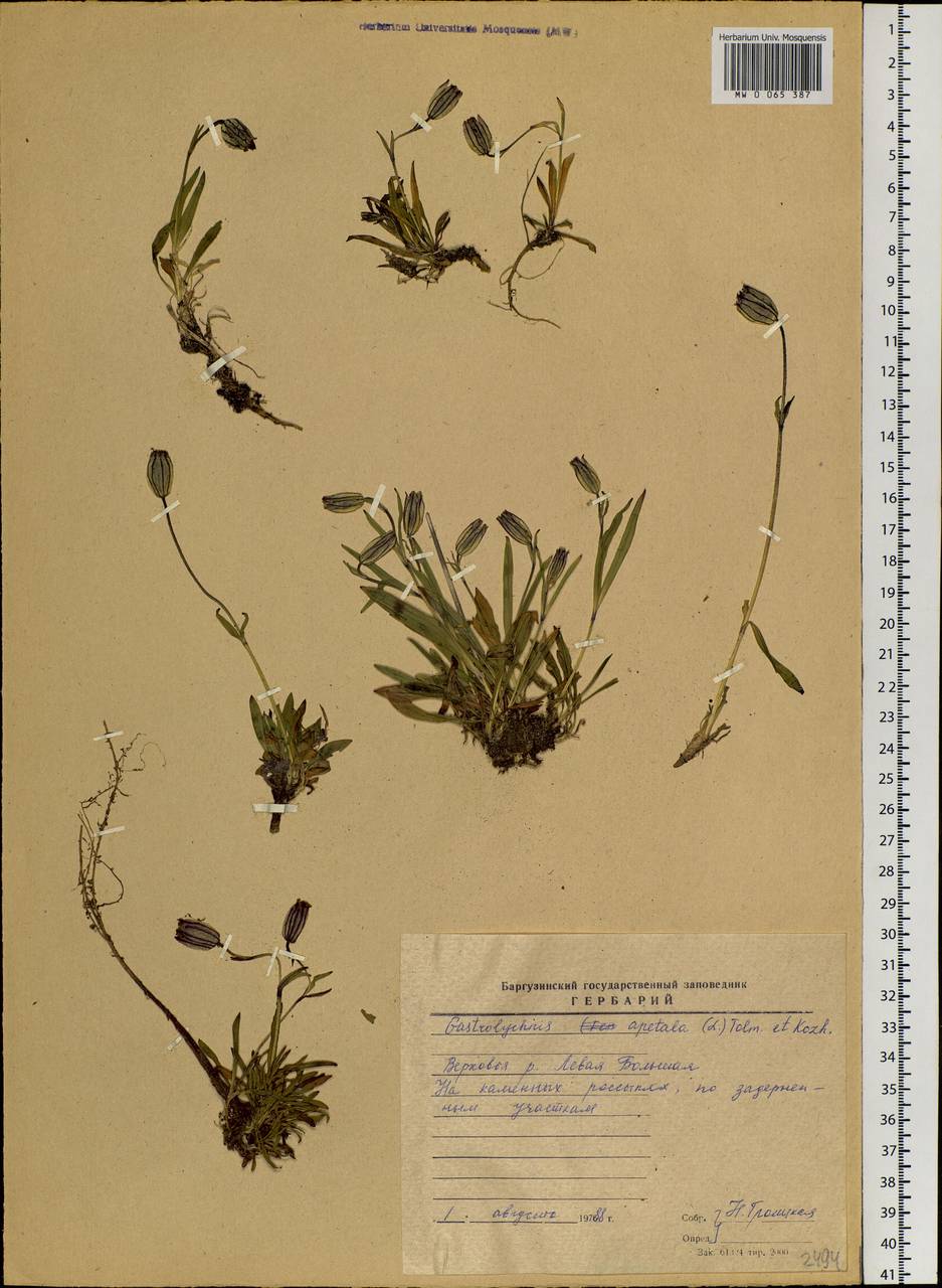 Silene uralensis subsp. apetala (L.) Bocquet, Siberia, Baikal & Transbaikal region (S4) (Russia)