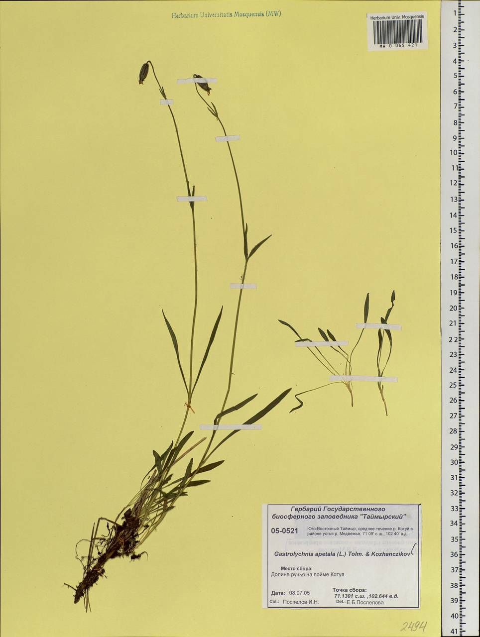 Silene uralensis subsp. apetala (L.) Bocquet, Siberia, Central Siberia (S3) (Russia)