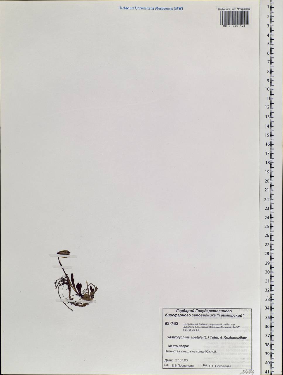 Silene uralensis subsp. apetala (L.) Bocquet, Siberia, Central Siberia (S3) (Russia)